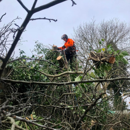 MK Tree & Garden Services , A29A8386 30D0 4CAC 9F26 3308602CB630
