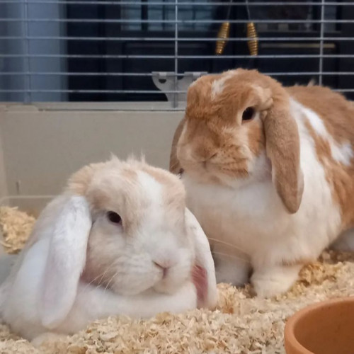 Tails + Whiskers Pet Care , Screenshot 20220811 141548 Instagram