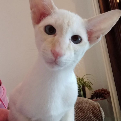 Tails + Whiskers Pet Care , Screenshot 20220811 142204 Instagram